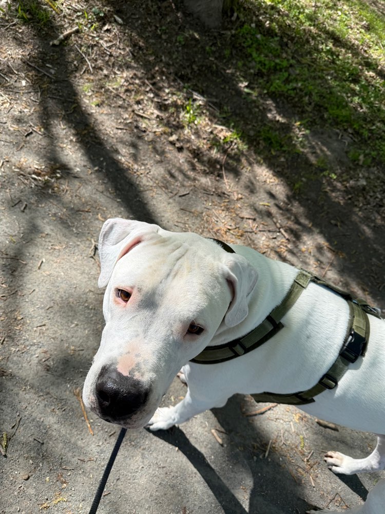 Hundetreffen-Männliche menschliche Trainingspartner gesucht-Profilbild