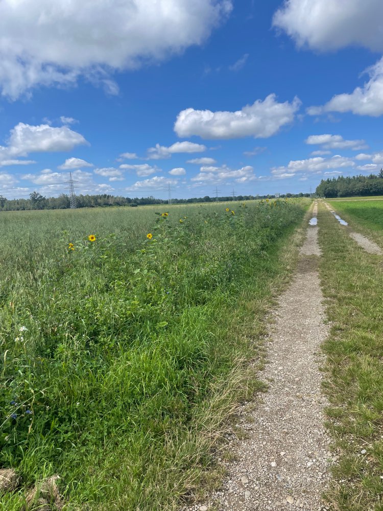 Giftköder-Totes Tier im Sonnenblumenfeld-Profilbild