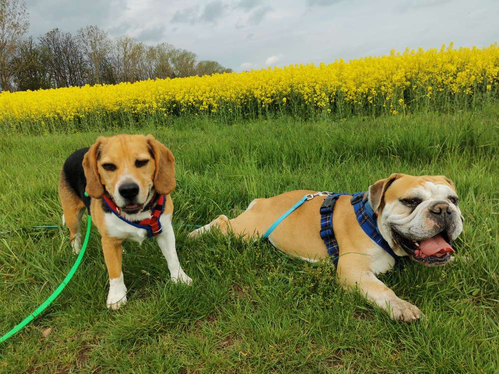 Hundetreffen-Trainingspartner gesucht-Profilbild