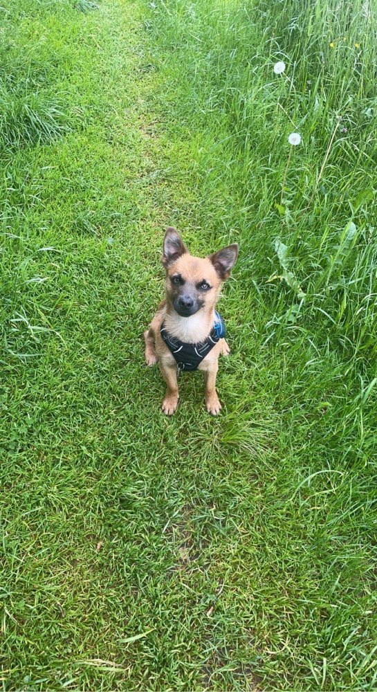 Hundetreffen-Junghundetreffen-Profilbild