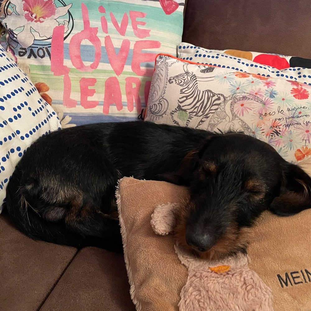 Hundetreffen-Kleine Hunde, große Charakter - Gassigehen und gemeinsames Spielen-Profilbild