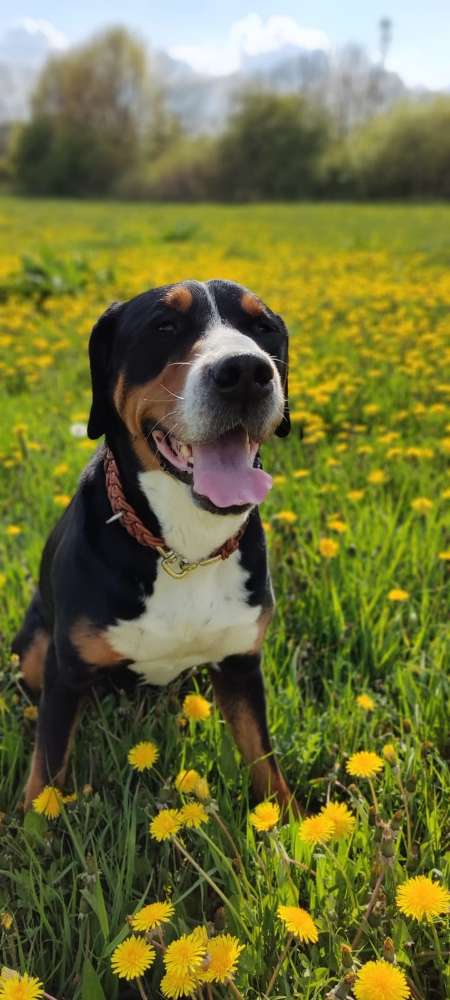 Hundetreffen-Toben / Spazieren in Ahlem / Limmer / Linden-Profilbild