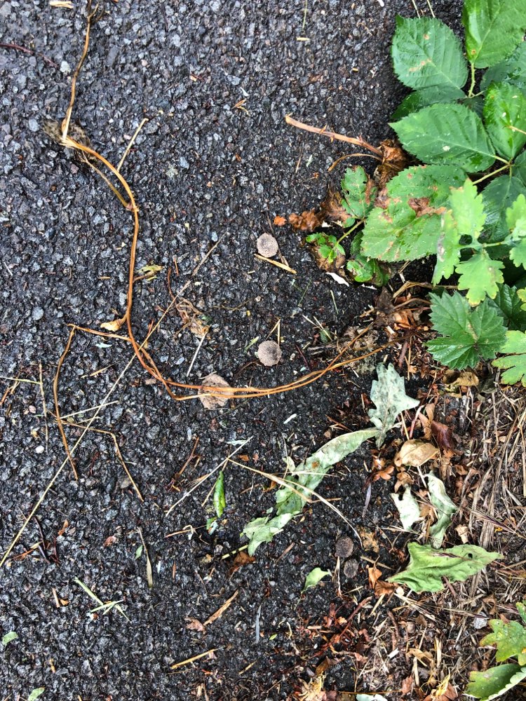 Giftköder-Leckerlies in großen Mengen-Profilbild