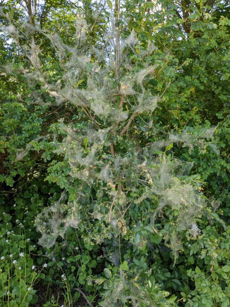 Giftköder-Eichenprozessionsspinner-Profilbild