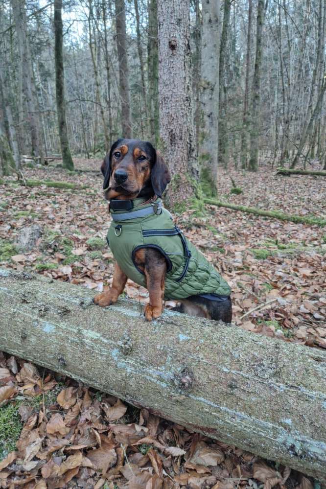 Hundetreffen-Hundefreundschaft gesucht-Profilbild