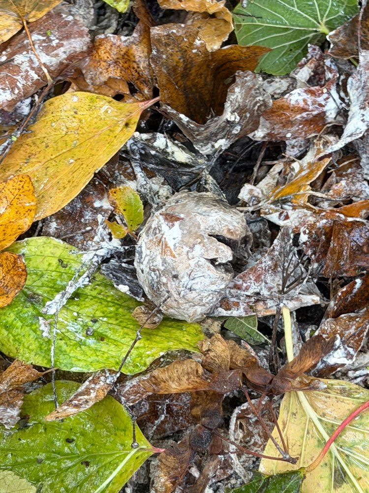 Giftköder-Evtl Gift-Profilbild