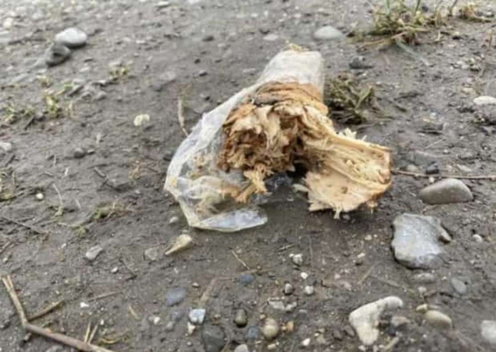 Giftköder-Giftköder im Sheridan Park-Profilbild