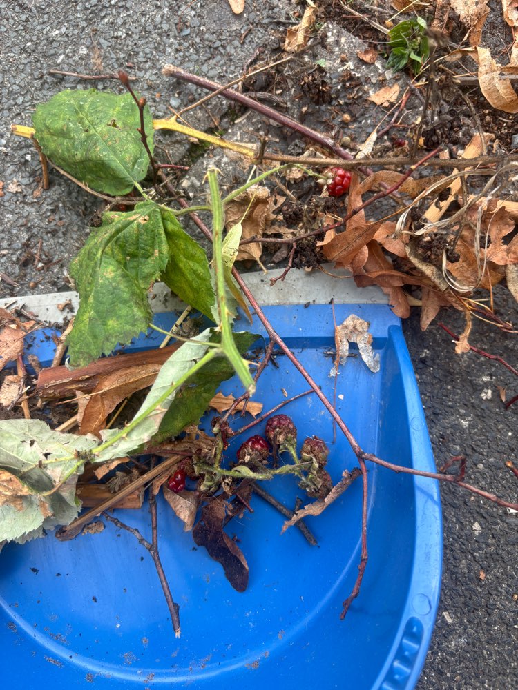 Giftköder-Giftköder und spitze Gegenstände-Profilbild