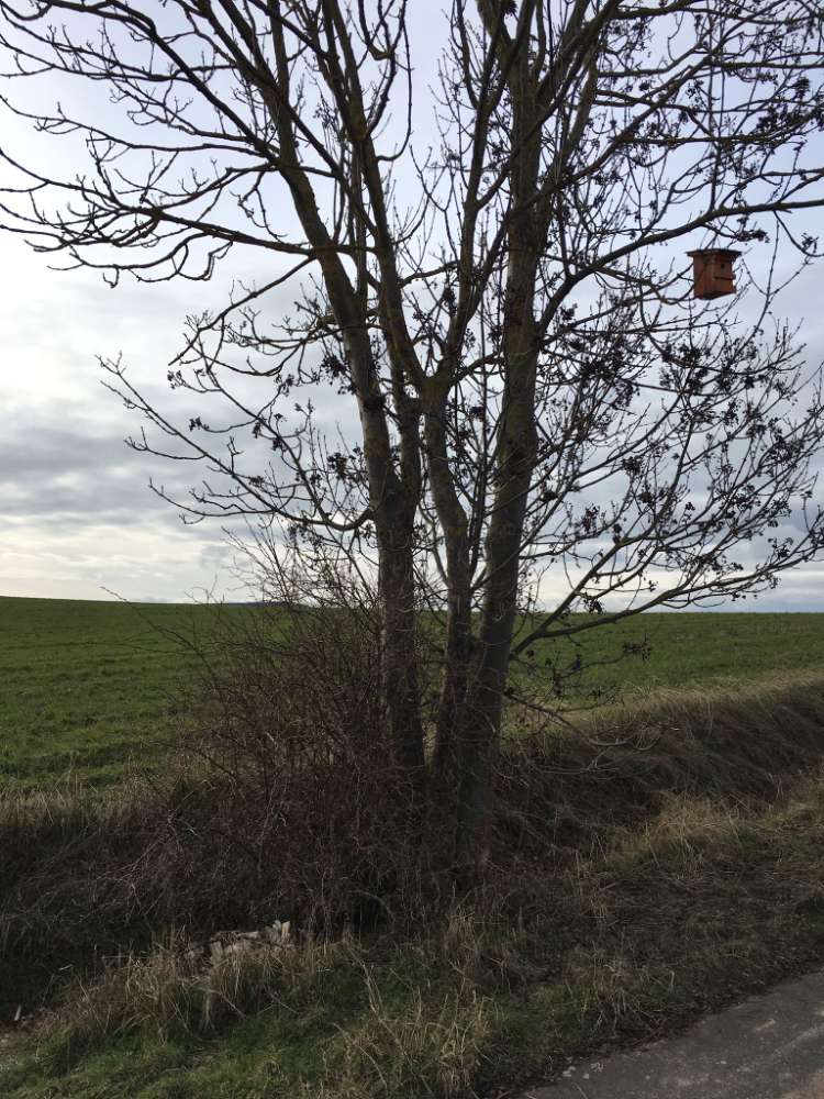 Giftköder-Große Menge Fleischabfälle am Feldweg-Profilbild