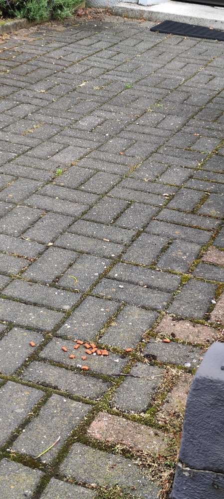 Giftköder-Giftköder-Profilbild