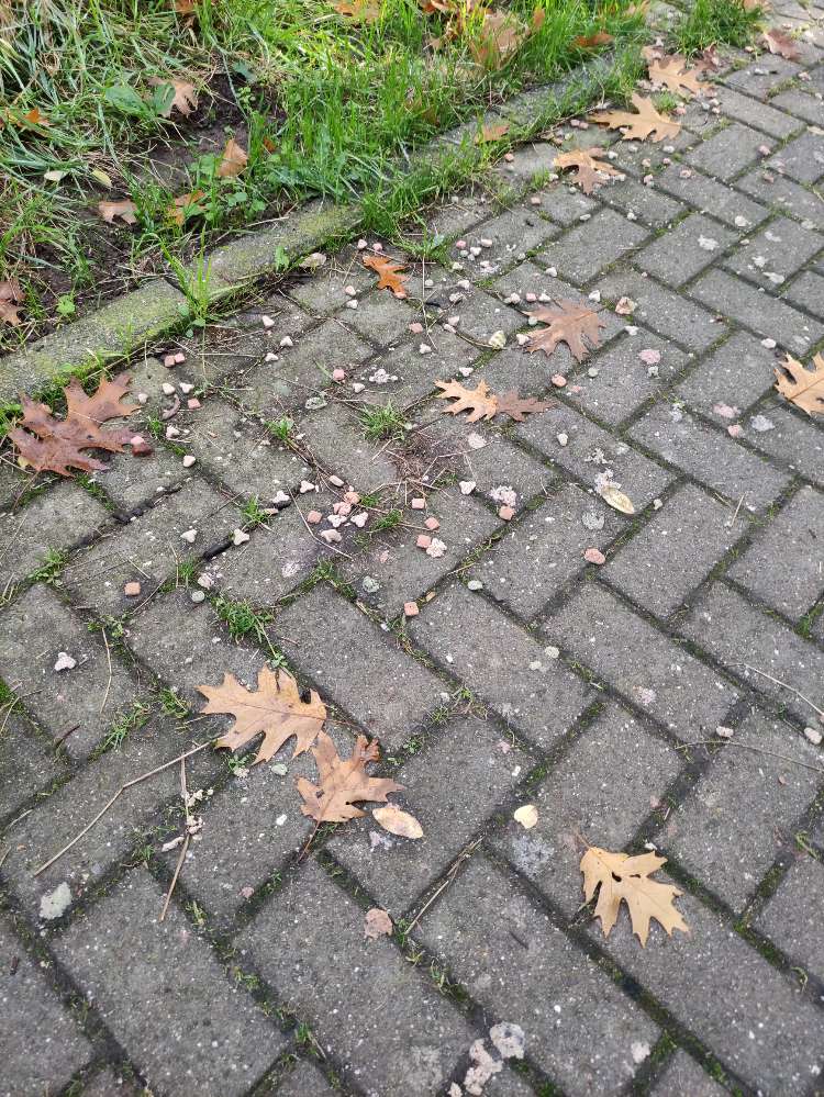 Giftköder-Giftköder-Profilbild