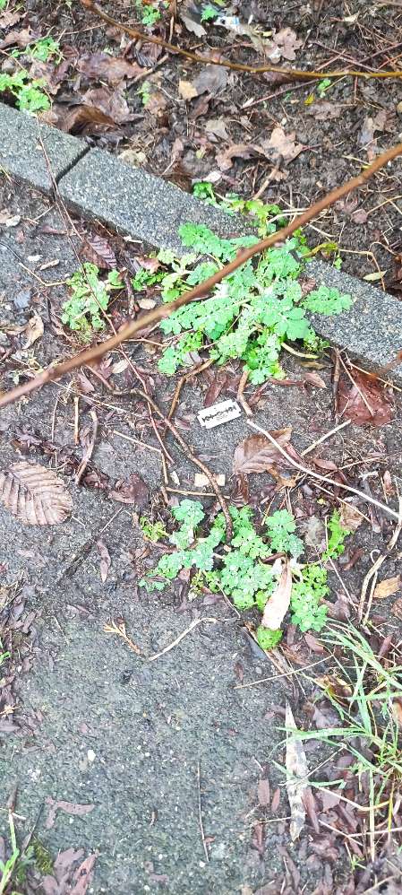 Giftköder-Rasierklingen am Wegesrand-Profilbild