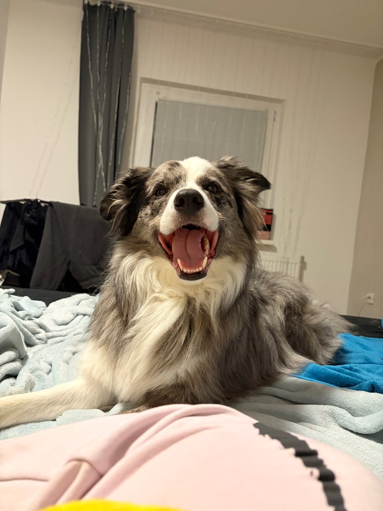 Hundetreffen-Spielrunde mit Lio-Profilbild