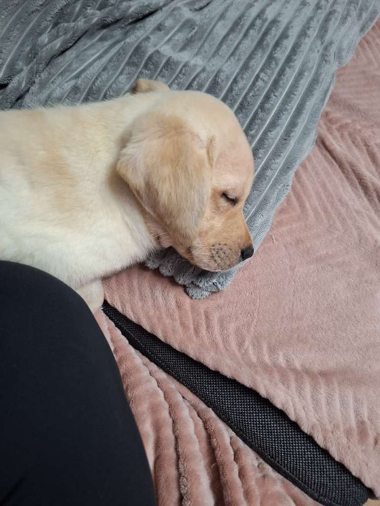 Hundetreffen-In Tannenbusch-Profilbild