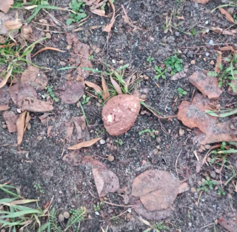 Giftköder-Giftköder-Profilbild