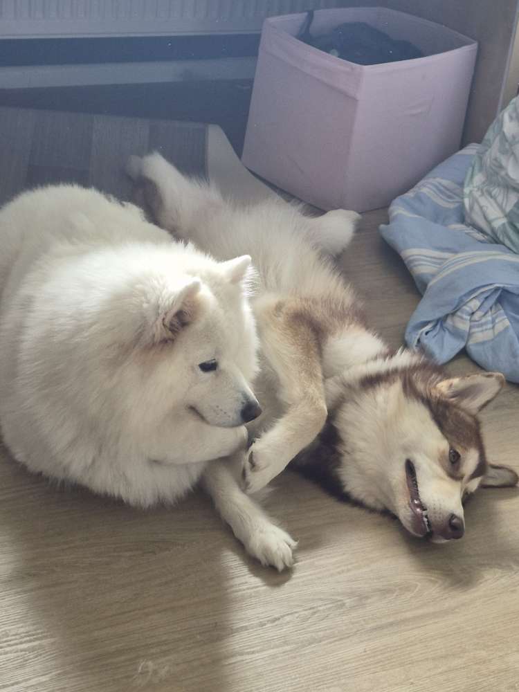 Hundetreffen-Spielpartner für Maggie gesucht-Profilbild