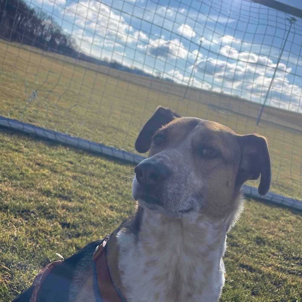 Hundetreffen-Spazierfreunde gesucht-Profilbild