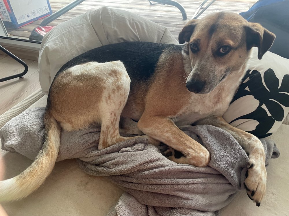 Hundetreffen-Gassi-Begleitung und Trainingspartner gesucht-Profilbild