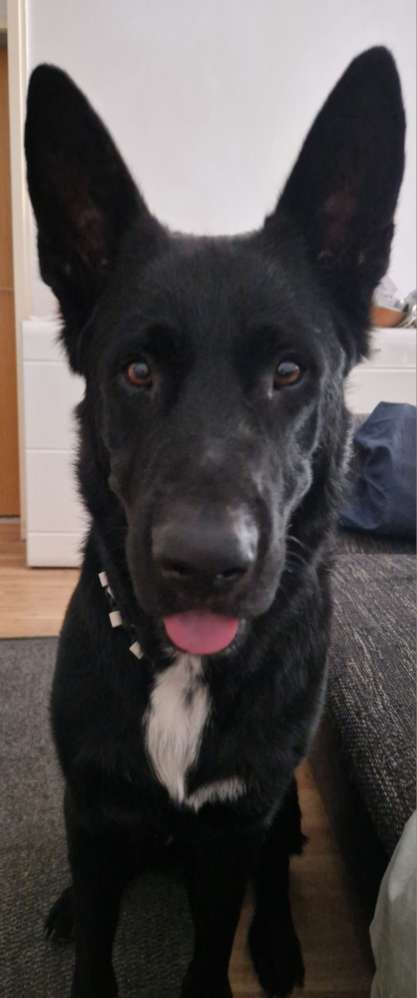 Hundetreffen-Spielfreude gesucht-Profilbild