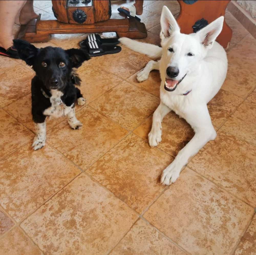 Hundetreffen-Hundetreffen(1-5Jahre)in Leipzig-Profilbild