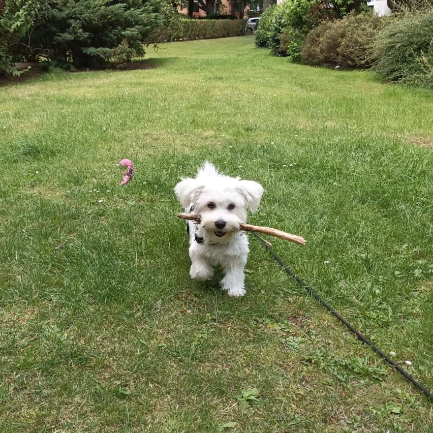 Hundetreffen-Spielkameraden in Bremen gesucht-Profilbild
