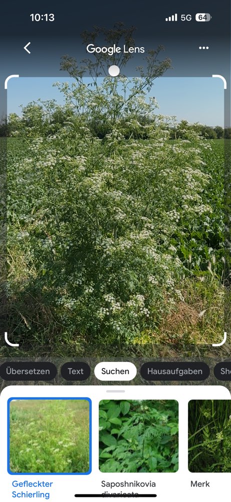 Giftköder-Gefleckter Schierling-Profilbild