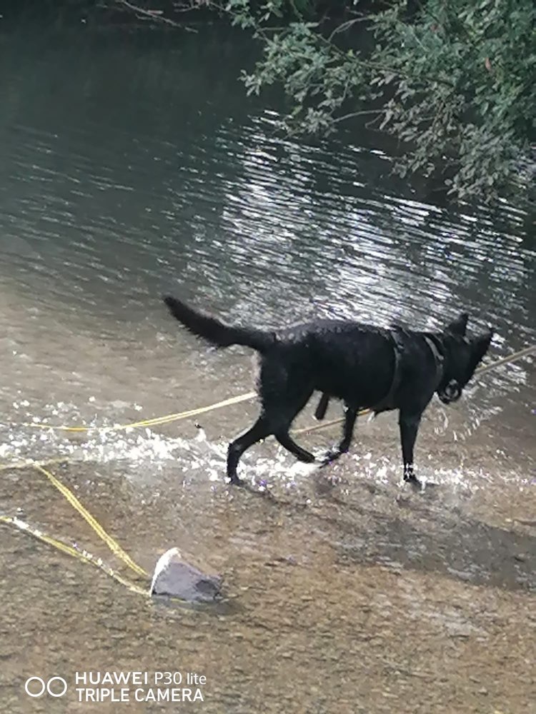 Hundetreffen-Sozialkontakte Gesucht !-Profilbild