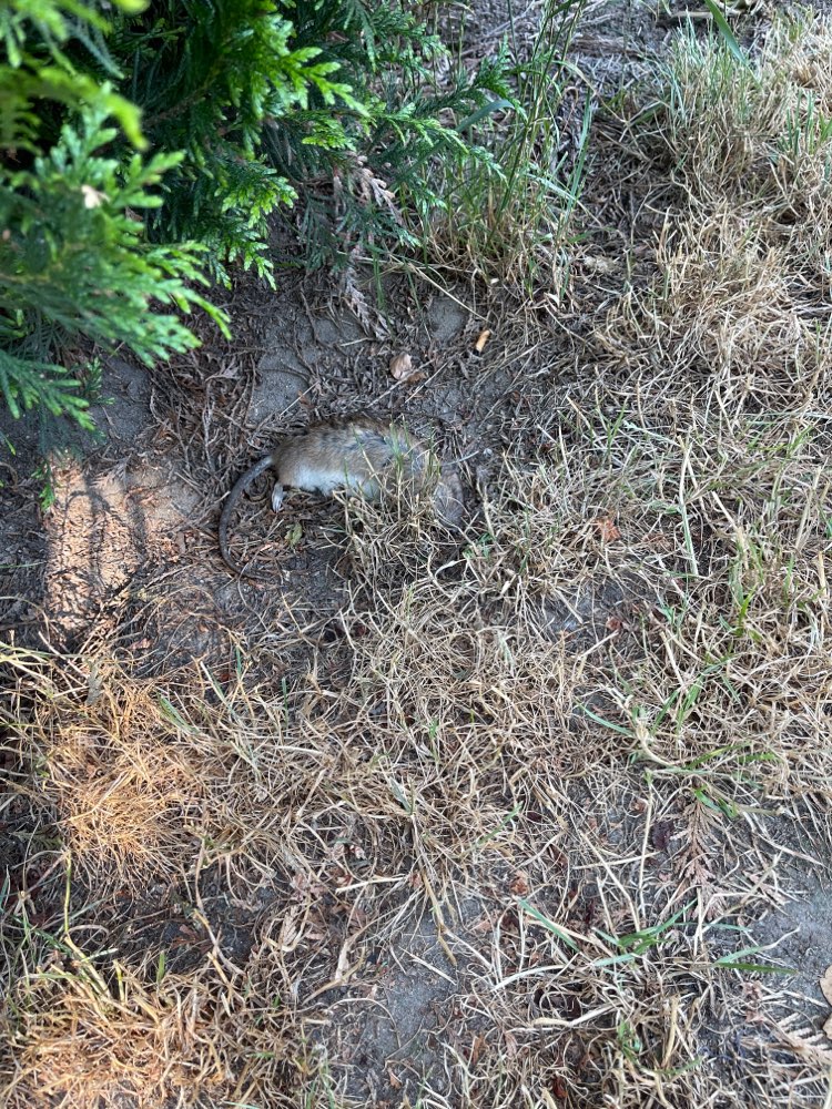Giftköder-Tote Ratte / ist weg-Profilbild