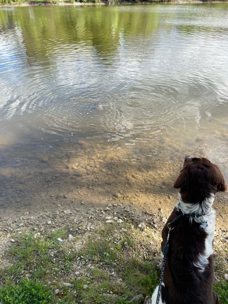 Hundetreffen-Ehningen-Profilbild