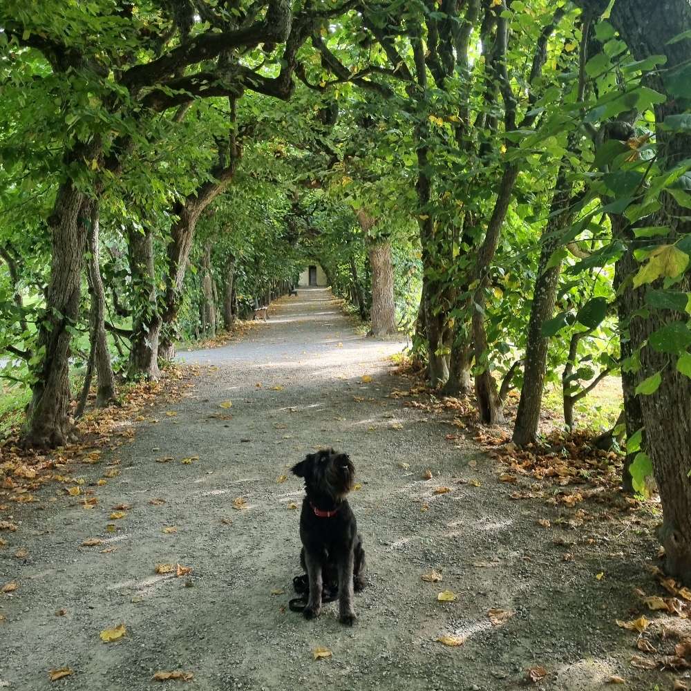 Hundetreffen-Hundetreffen-Profilbild