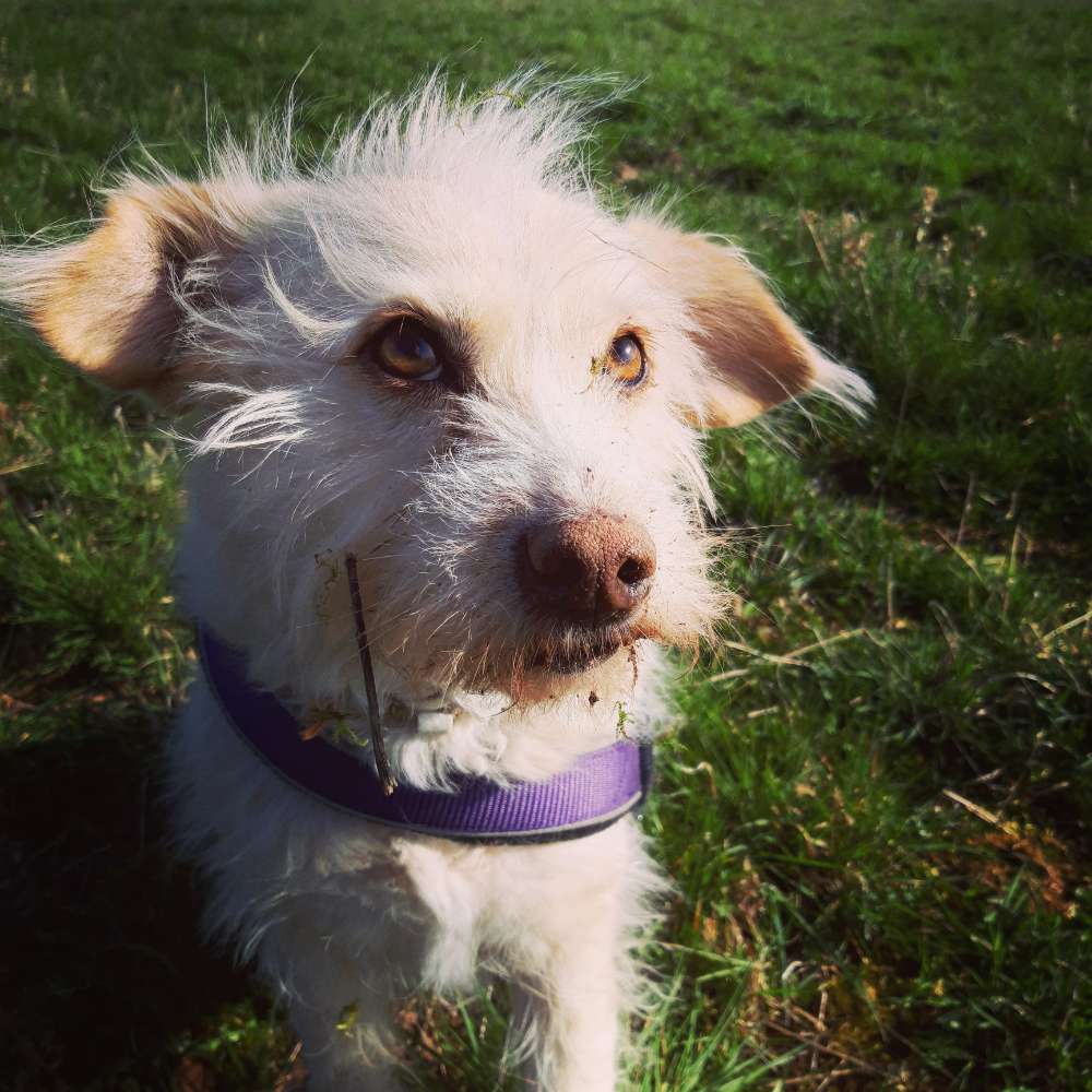 Hundetreffen-Gassi Freunde gesucht 🐶-Profilbild