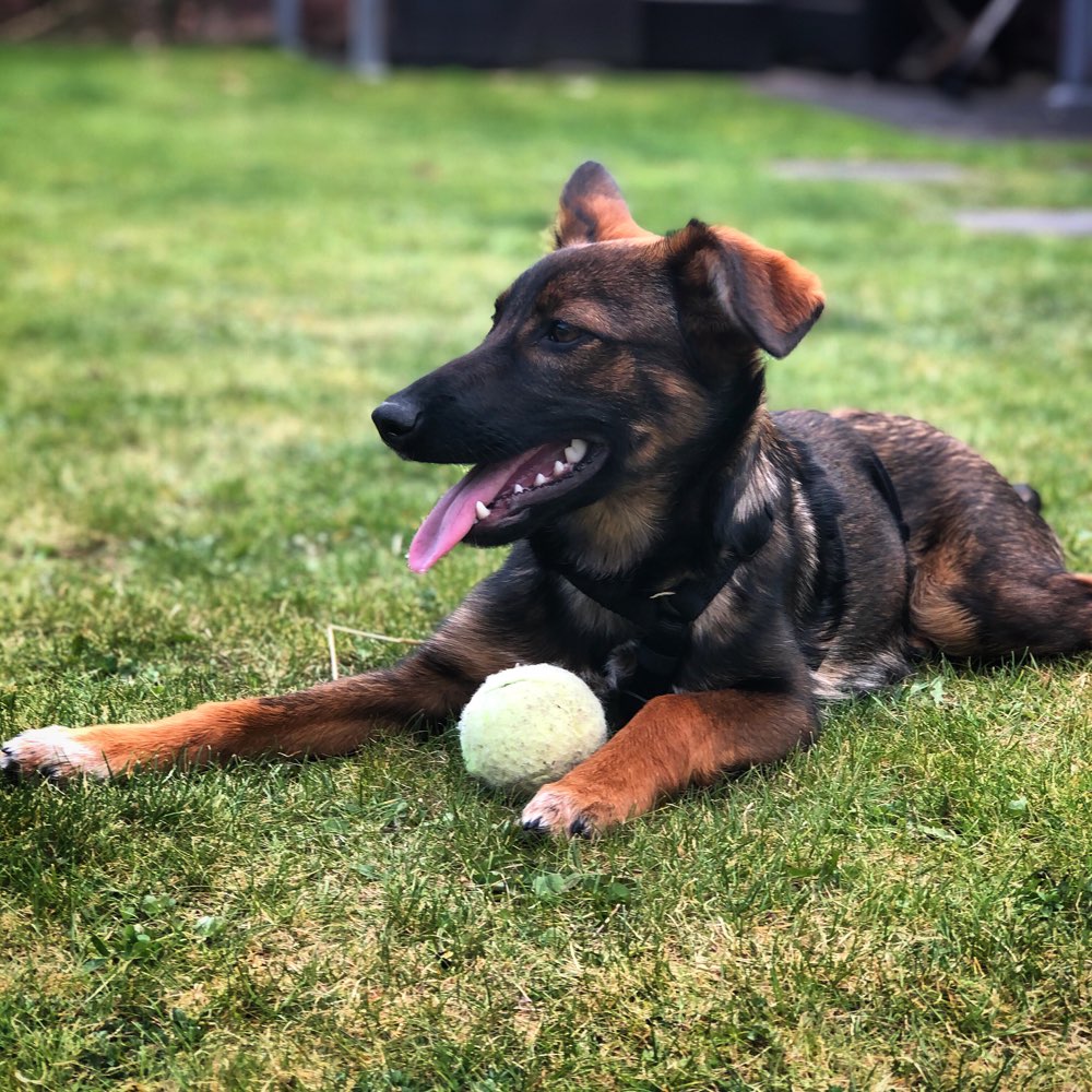 Hundetreffen-Spielkamerad oder kameradin gesucht-Profilbild