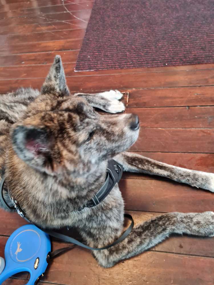 Hundetreffen-Suchen Hundeplatz oder Spielkameraden-Profilbild