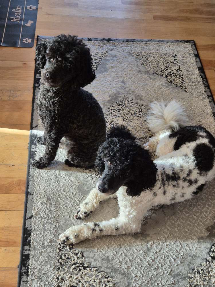 Hundetreffen-Gassie gehen und Playdates-Profilbild
