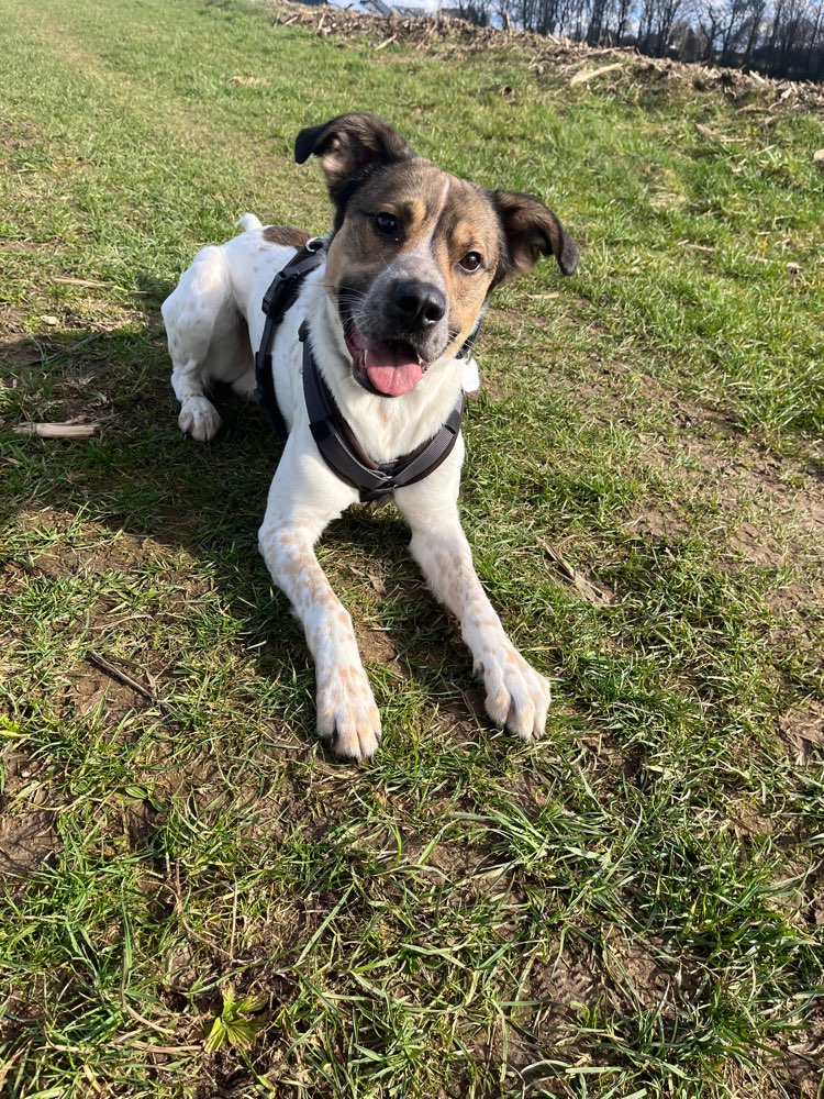 Hundetreffen-Spielrunde in Radevormwald-Profilbild