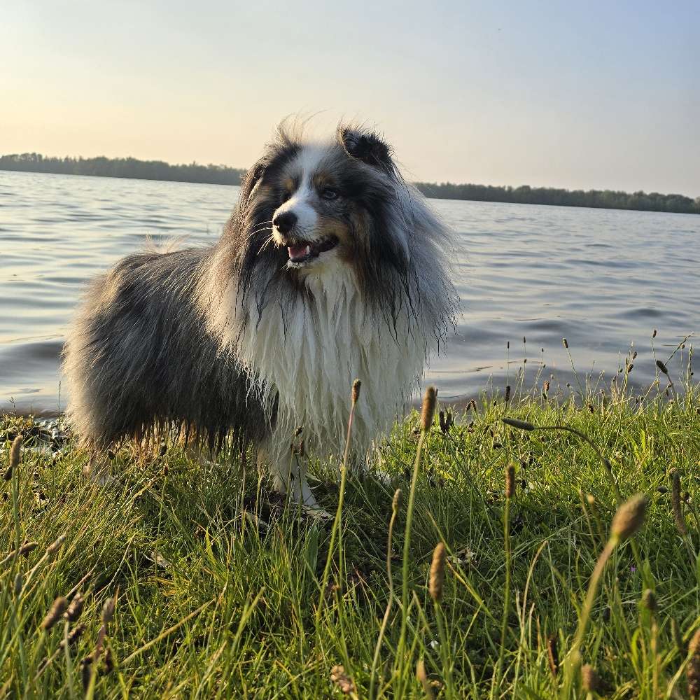 Hundetreffen-Spielpartner für Chester gesucht-Profilbild