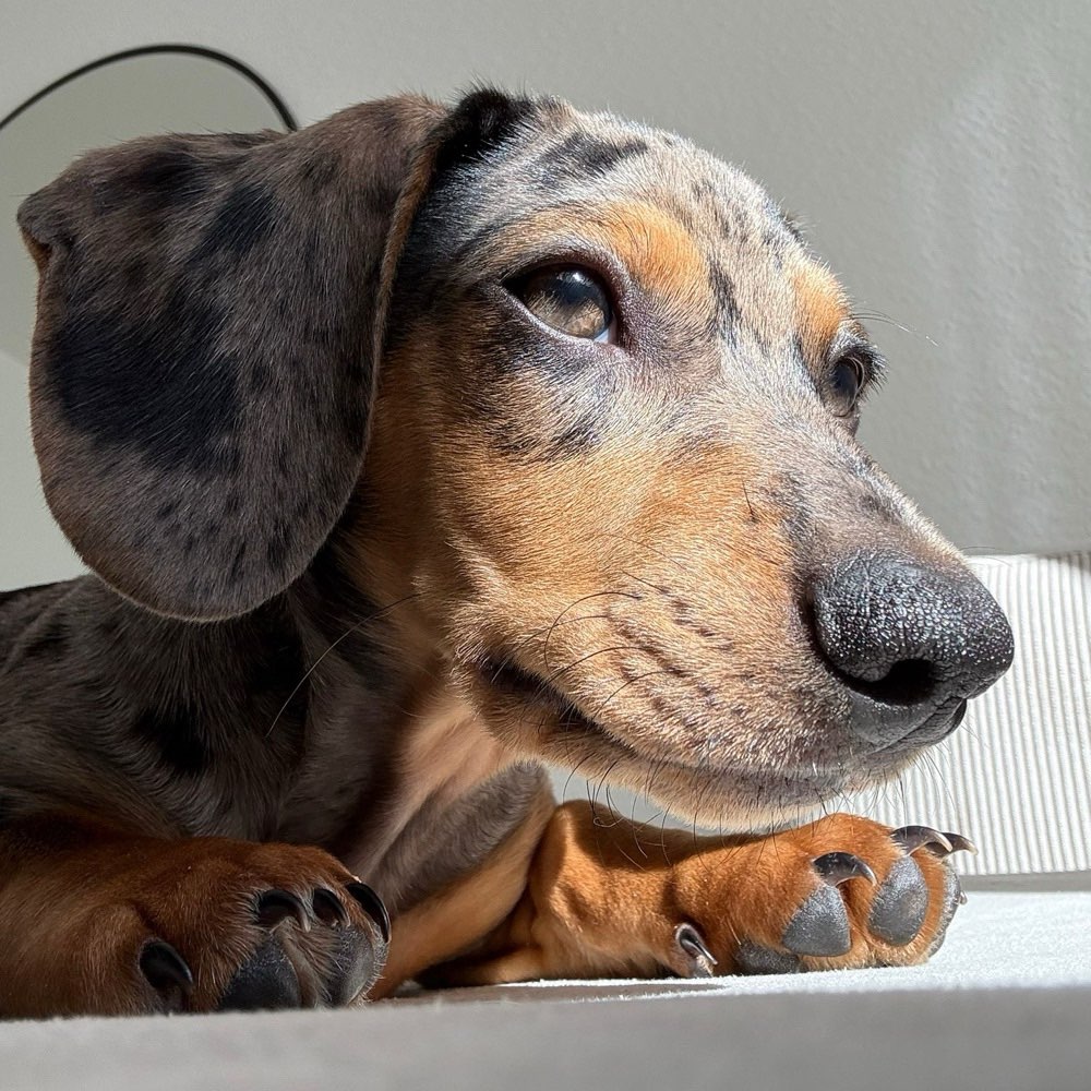 Hundetreffen-Welpentreff-Profilbild