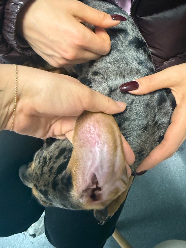 Giftköder-Allergische Reaktion auf Pflanze-Profilbild