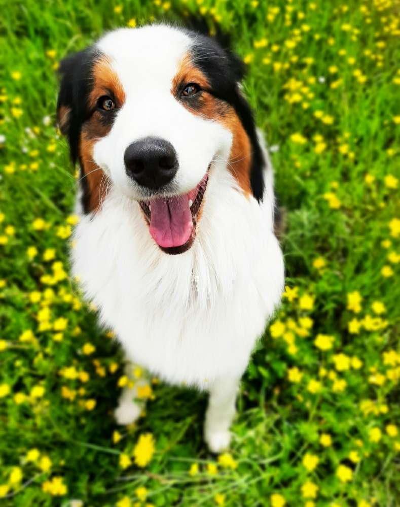 Hundetreffen-Gassirunde & Hundetricks-Profilbild