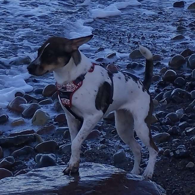 Hundetreffen-Spielfreunde für unsere Polly gesucht ...-Profilbild