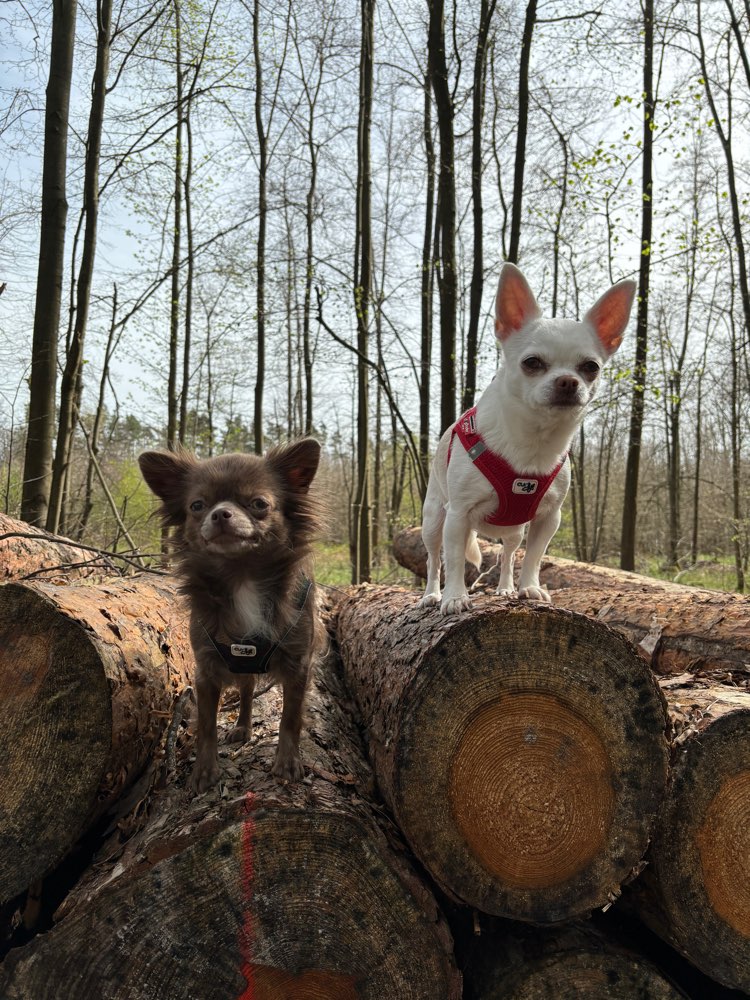 Hundetreffen-Social Walk-Profilbild