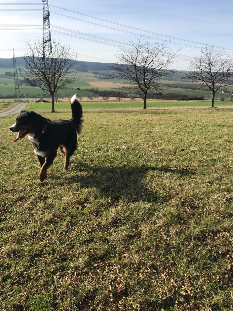 Hundetreffen-Spielkameraden/gemeinsame Gassi-und Wanderrunden-Profilbild