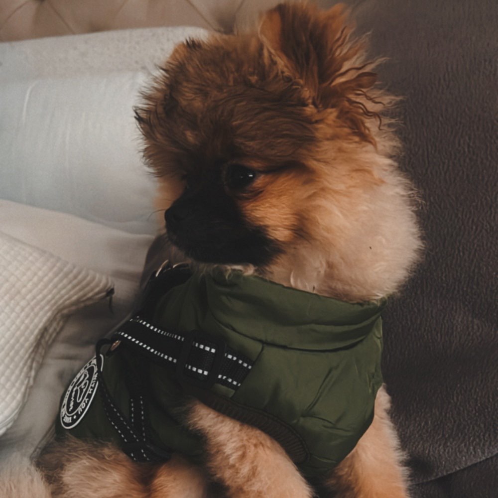 Hundetreffen-Zwergspitz treffen/ oder kleine Hunde ❤️-Profilbild