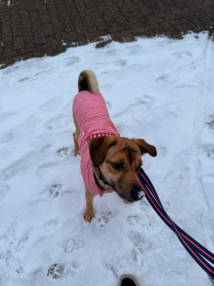Hundetreffen-Spielrunde mit Nala-Profilbild