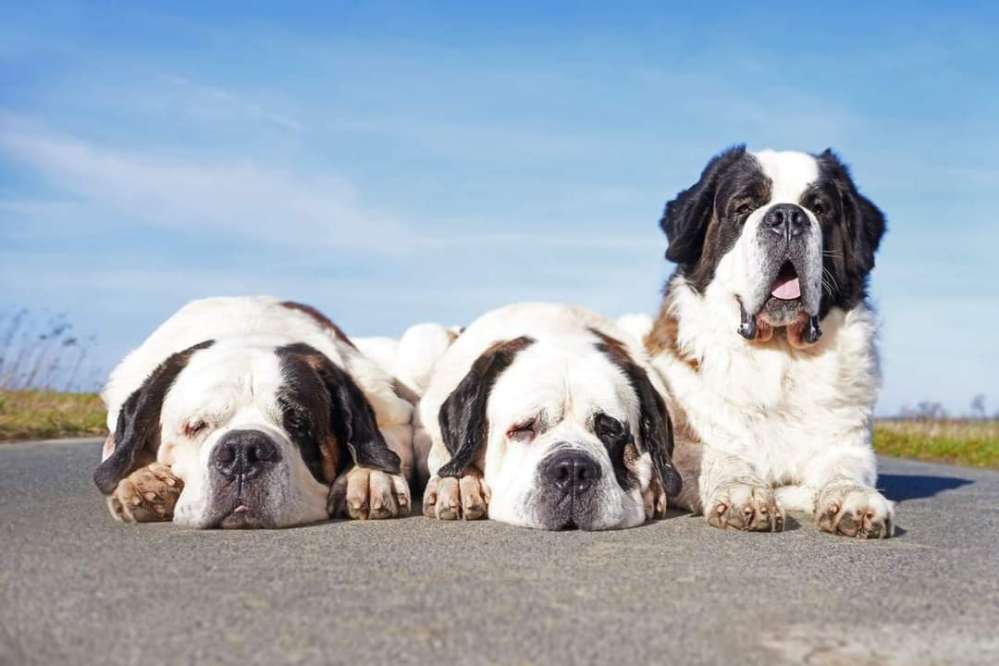 Hundetreffen-Gemeinsam Spazieren gehen😊-Profilbild