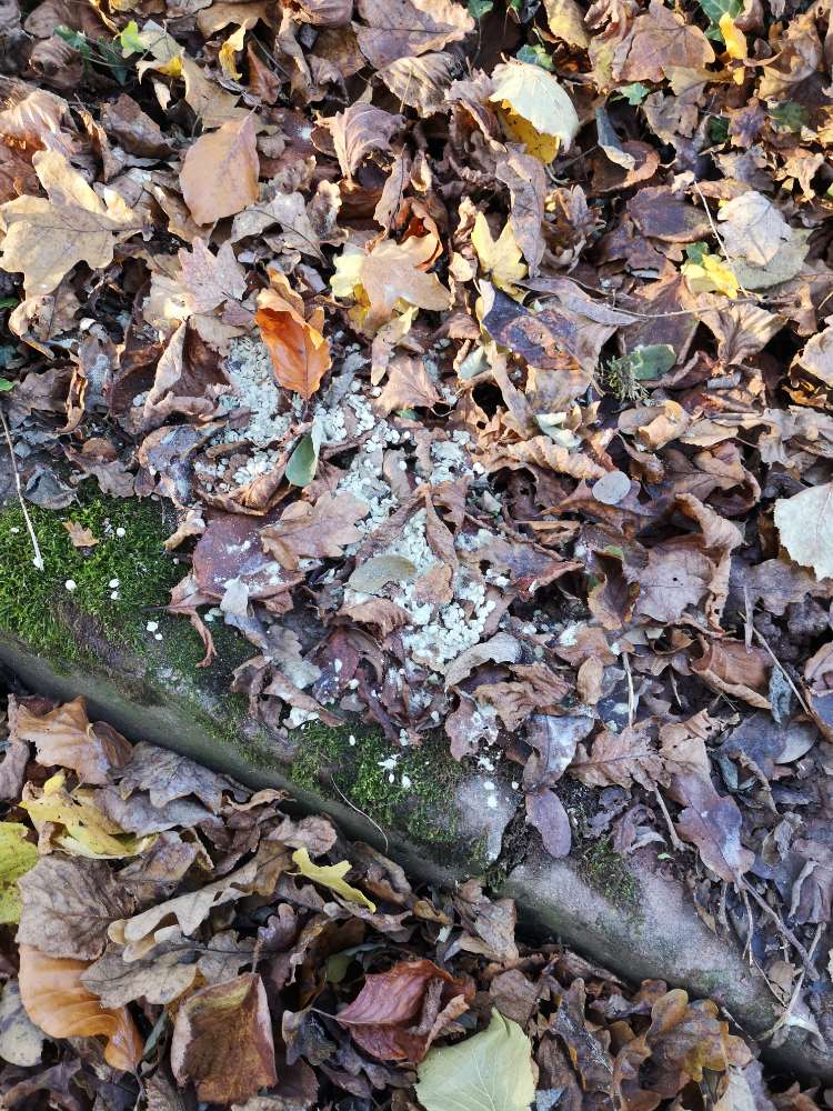 Giftköder-*update: schwefellinsen,keine gefahr*-Profilbild