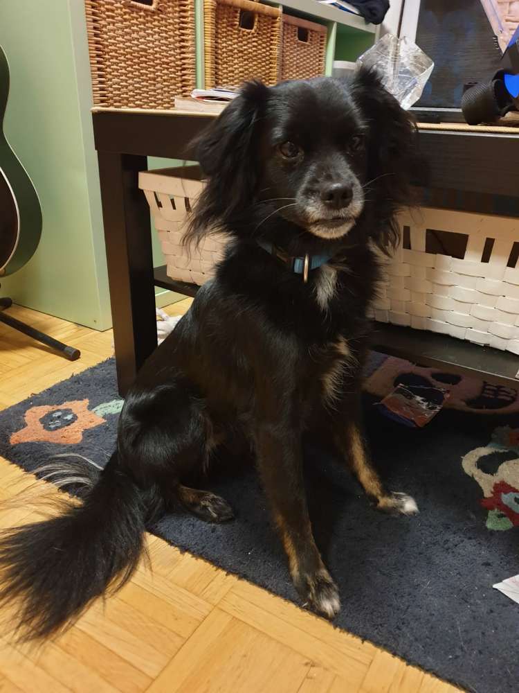 Hundetreffen-Spielerunde + Gassigehen-Profilbild