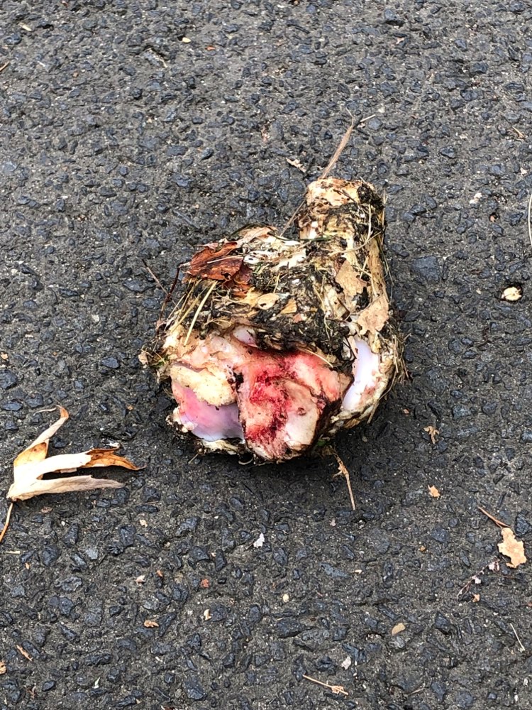 Giftköder-Großes Fleischstück am Ludwig-Schüler-P-Profilbild