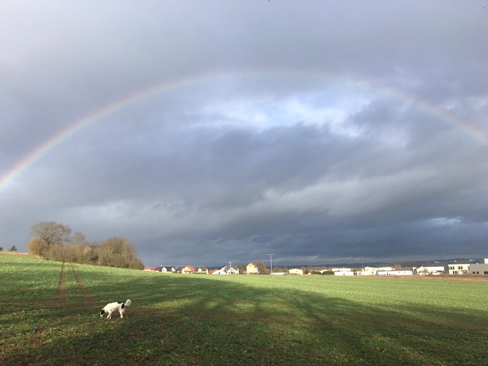 Hundetreffen-Gassirunde für alle-Profilbild