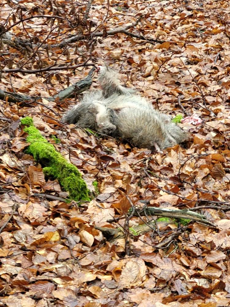 Giftköder-Halber Tierkadaver-Profilbild